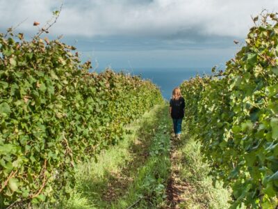 Full-Day Madeira Wine Tour with Lunch