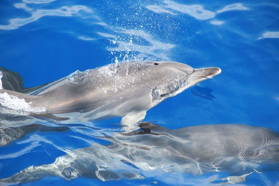 From Funchal: Madeira Dolphin and Whale Watching Tour - Should you book VMT Madeira’s dolphin and whale cruise?