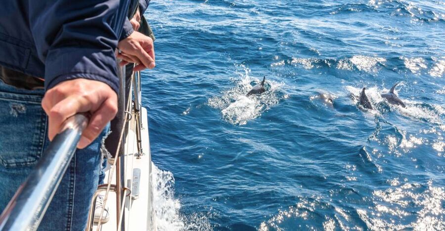 From Funchal: Madeira Dolphin and Whale Watching Tour - Searching for dolphins and whales near Madeira’s south coast