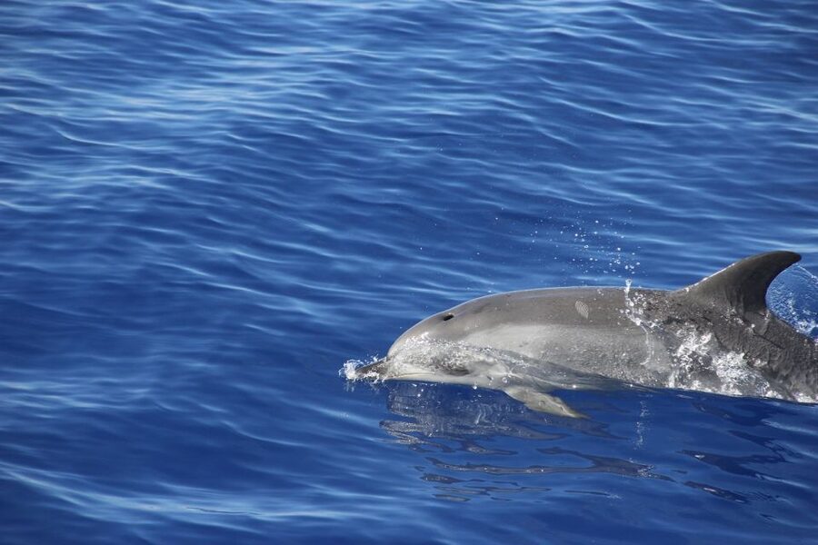 From Funchal: Madeira Dolphin and Whale Watching Tour - Cabo Girão swim stop: what makes it worth planning for
