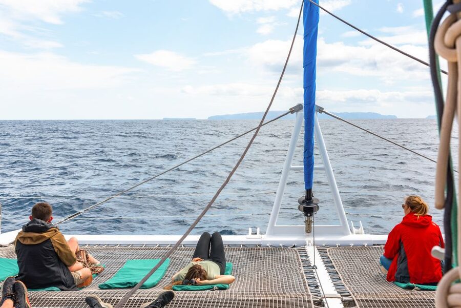 From Funchal: Madeira Dolphin and Whale Watching Tour - Price and value: Is $47 worth it for 3 hours at sea?