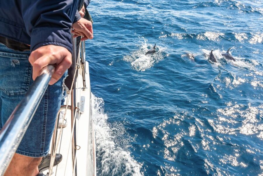 From Funchal: Madeira Dolphin and Whale Watching Tour - Funchal departures: The calm start before the whale spotting begins