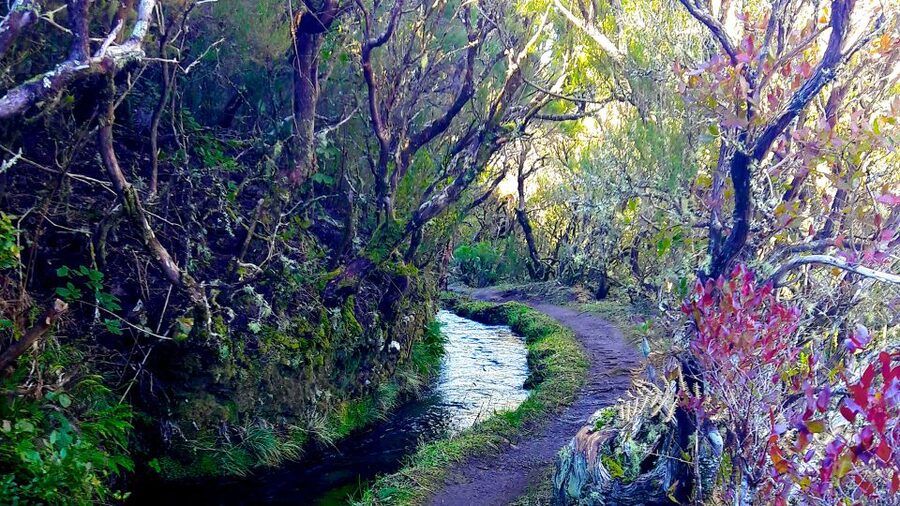 From Funchal: Madeira Lakes Levada Guided Hike - From Funchal: pickup that saves you time and stress