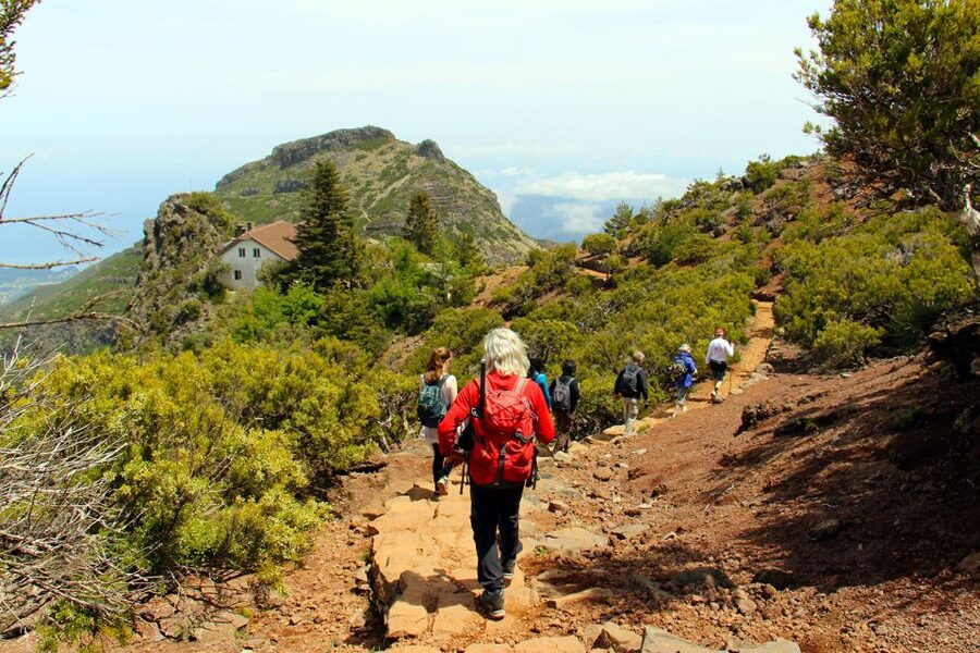 From Funchal: Madeira Peaks Mountain Walk - Heather forest near Pico Ruivo, and why it feels so special