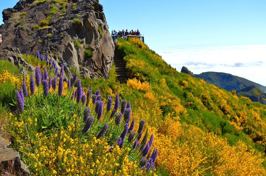 From Funchal: Madeira Peaks Mountain Walk - Who this hike is best for, and who should skip it