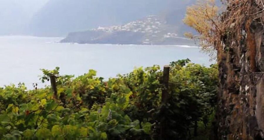 From Funchal: Madeira Wine Tour, Cable Car & Typical Lunch - Key highlights you will actually care about