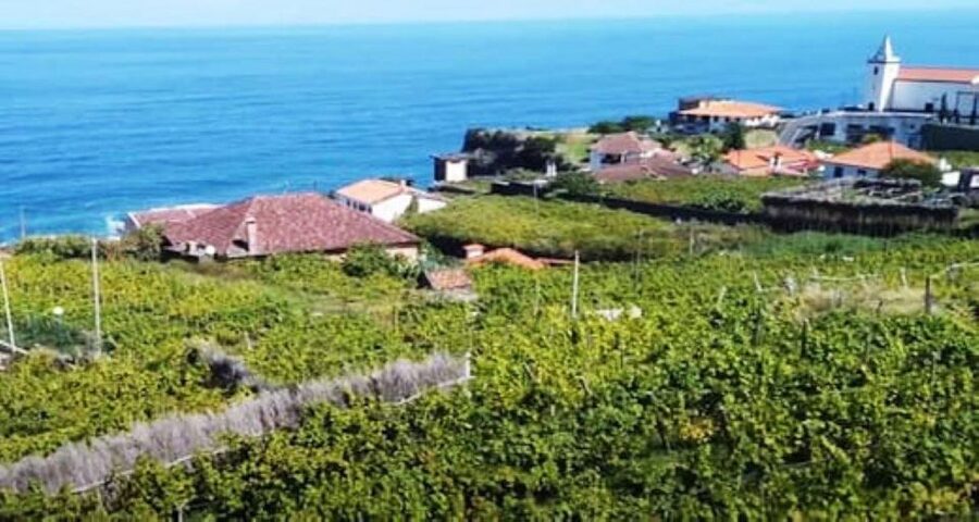 From Funchal: Madeira Wine Tour, Cable Car & Typical Lunch - A full day of Madeira wine, cable car views, and typical lunch