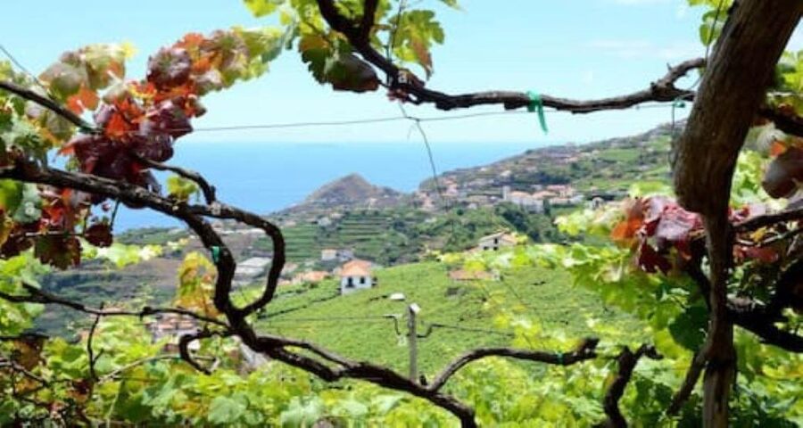 From Funchal: Madeira Wine Tour, Cable Car & Typical Lunch - Fajã dos Padres cable car: the view and the fruit-and-beach moment