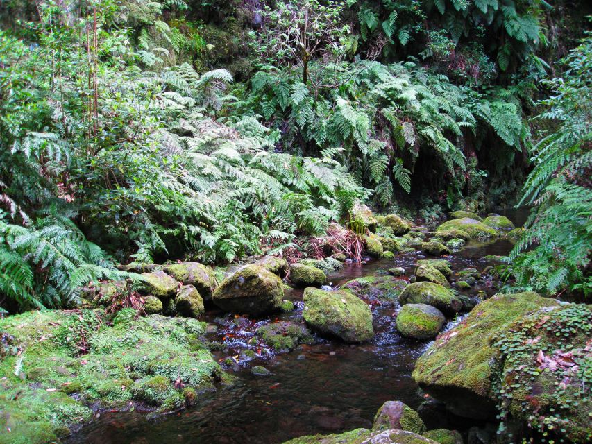 From Funchal: São Jorge Valleys Levada Walk - The waterfall moment: where your photos actually happen
