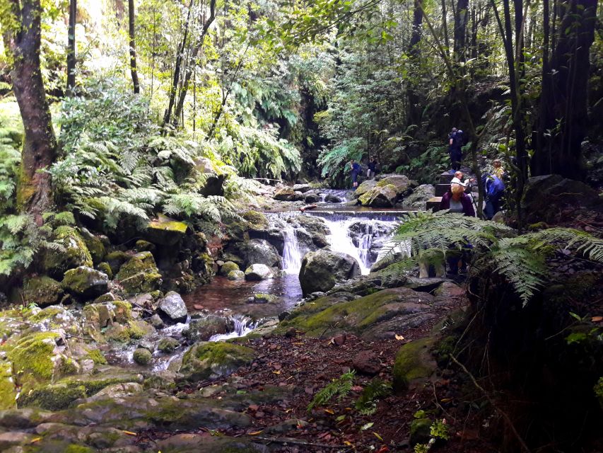 From Funchal: São Jorge Valleys Levada Walk - Rainforest herb lessons you can use, not just hear