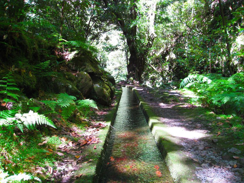 From Funchal: São Jorge Valleys Levada Walk - Levada walking done right: waterfalls, rainforest, and a steady rhythm