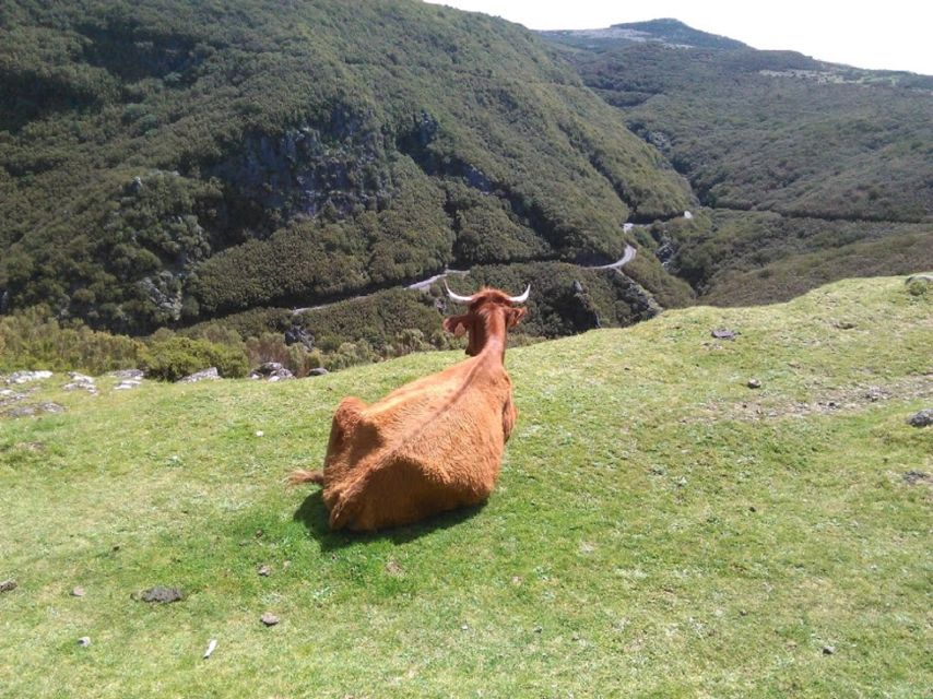 From Funchal: West Madeira and Laurel Forest Day Trip - How this West Madeira loop actually feels from Funchal