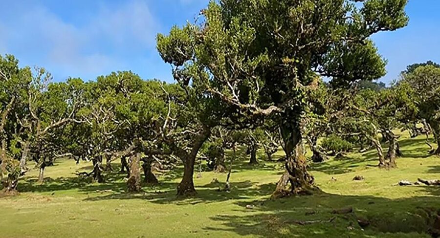 From Funchal: West Madeira Waterfalls and Fanal Forest Tour - São Vicente and Serra de Água: the finishing sequence that makes the day feel complete