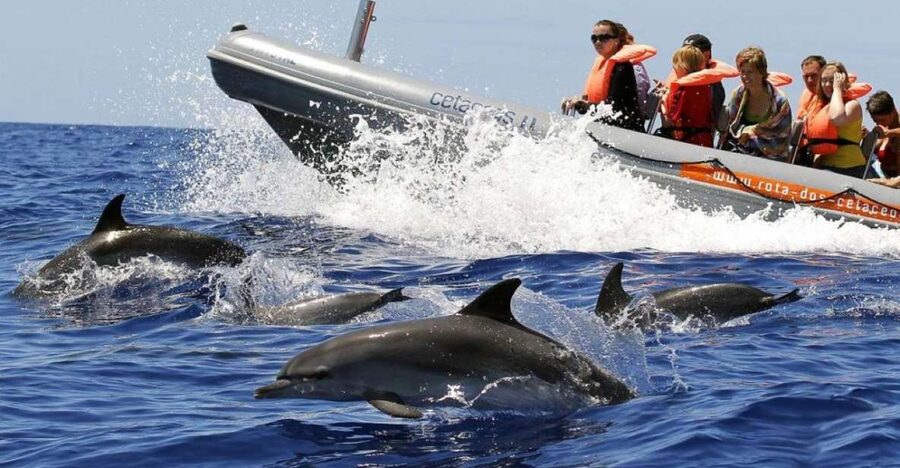 From Funchal: Whale and Dolphin Watching - Key points to know before you go