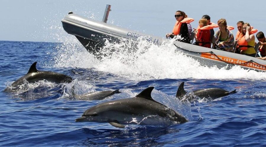 From Funchal: Whale and Dolphin Watching - Getting oriented at Store 35 in Galerias de São Lourenço