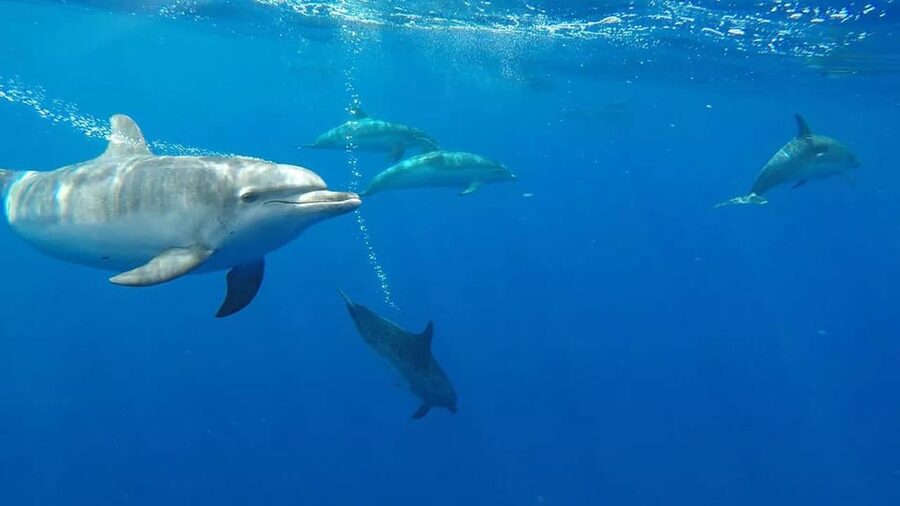 From Funchal: Whale and Dolphin Watching - Wildlife viewing at sea, what you might actually see