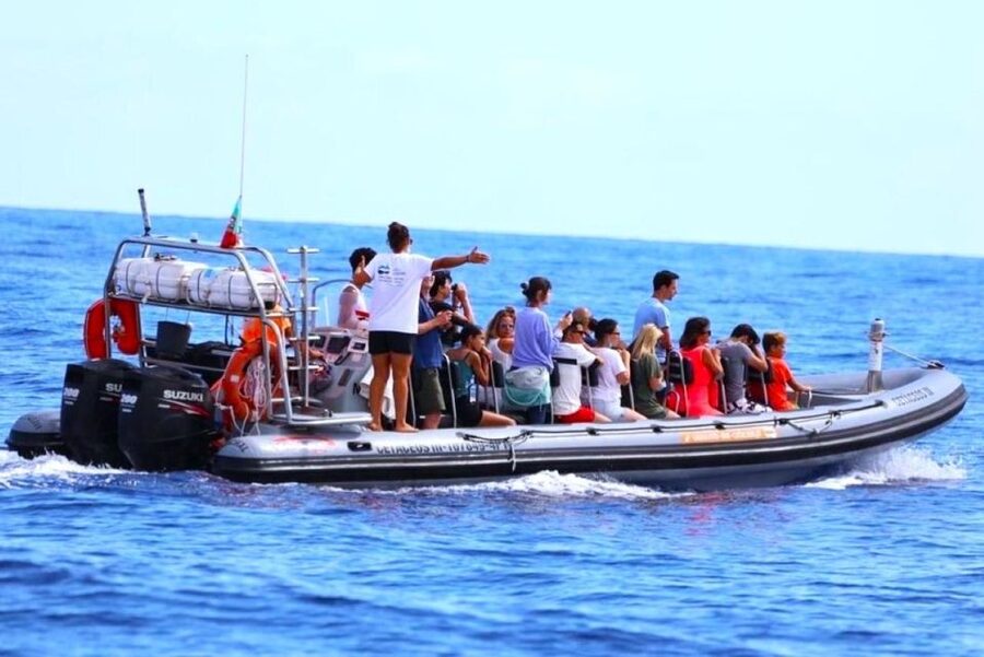 From Funchal: Whale and Dolphin Watching - A realistic look at the ride comfort, waves, and getting wet