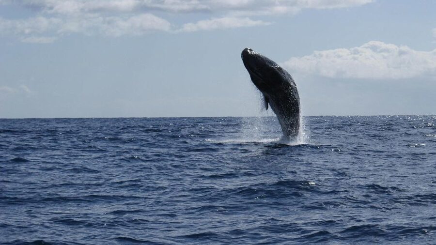 From Funchal: Whale and Dolphin Watching - Swimming with dolphins: the chance, the prep, and the boundaries