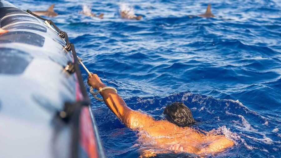 From Funchal: Whale and Dolphin Watching - Price and value: does $56 make sense?