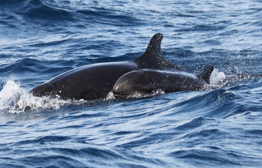From Funchal: Whales and Dolphin Adventure Tour - Should You Book This Madeira Dolphin and Whale Adventure?