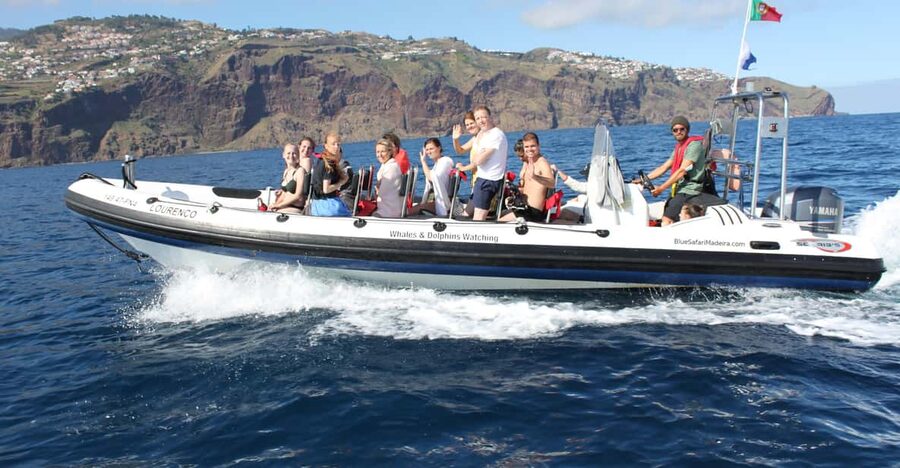 From Funchal: Whales and Dolphin Adventure Tour - Dolphins First: When Common or Spotted Dolphins Let You In
