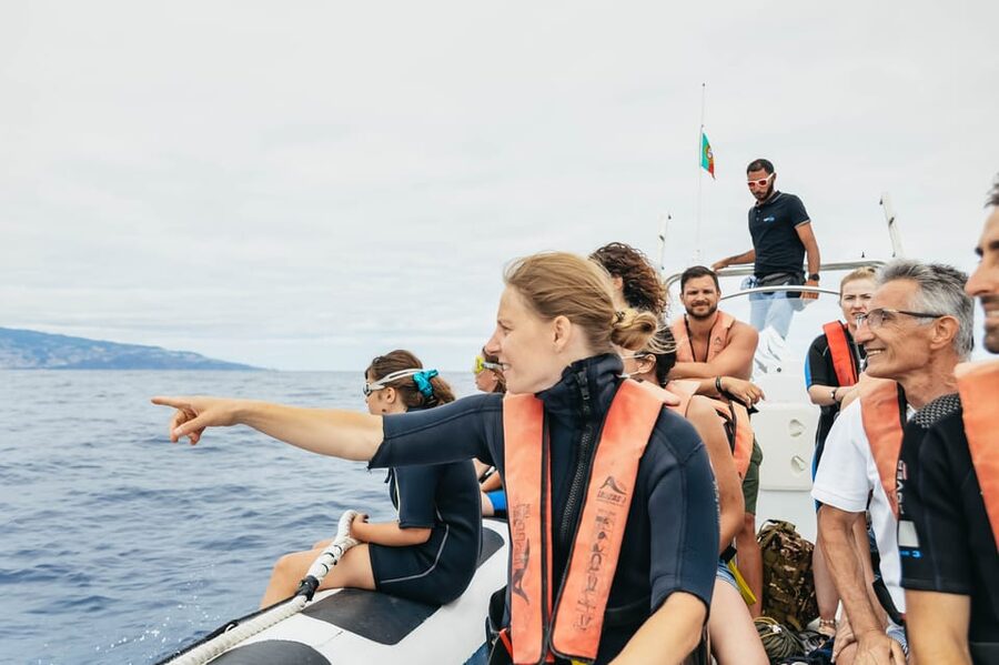 From Funchal: Whales and Dolphin Adventure Tour - Price and Value: What $58 Buys in Real Time