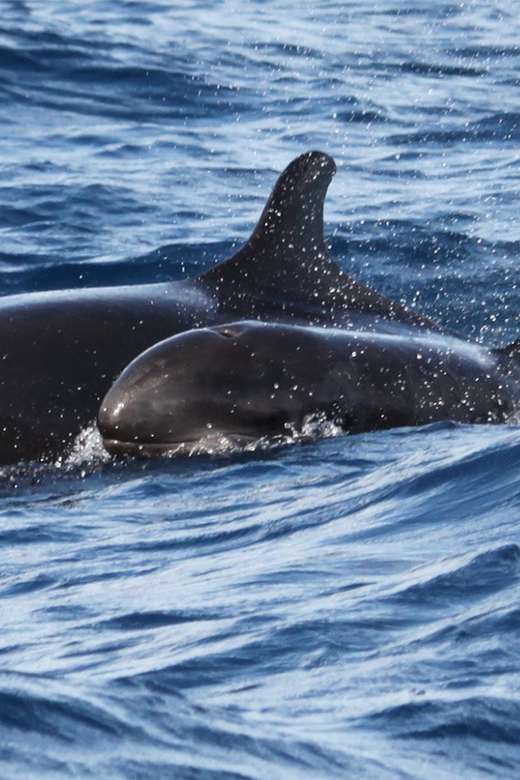 From Funchal: Whales and Dolphin Adventure Tour - The Cruise: Madeira’s Edge, Constant Scanning, Real Sea Views
