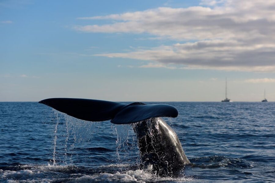 From Machico: Madeira Whale and Dolphin Watching Boat Tour - Key Things That Make This Tour Worth Your Time