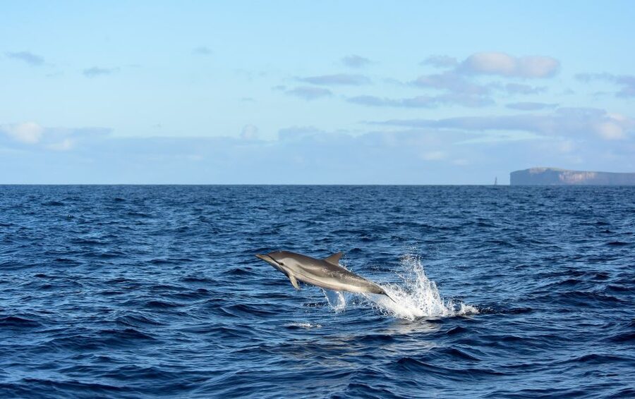 From Machico: Madeira Whale and Dolphin Watching Boat Tour - From Marina Machico to Scorpio Madeira: What Happens First