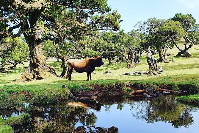 Full Day Jeep Safari Tour to Porto Moniz and Cabo Girão - Pricing and value: what 78.09€ really buys you