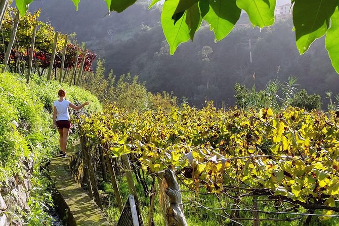 Full-Day Madeira Wine Tasting Tour with Lunch - Meeting in Funchal at 9:30, then heading north