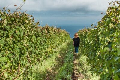 Full-Day Madeira Wine Tasting Tour with Lunch