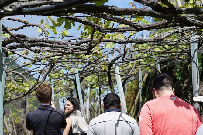 Full-Day Madeira Wine Tasting Tour with Lunch - Estreito de Câmara de Lobos and the terraced-vineyard views