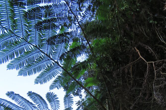 Full Day Private 4x4 Adventure in Madeira - Jardim da Serra and wine country vibes, for greenery and tasting possibilities
