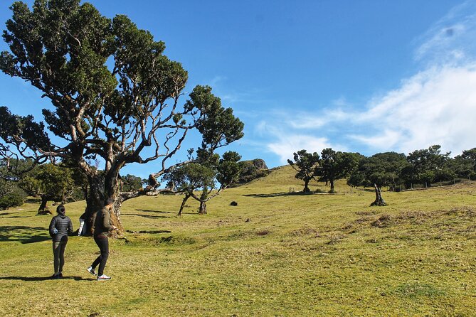 Full Day Private 4x4 Tour in West Madeira with Local Guide - Sao Vicente and the levada walk: cows, Laurissilva, and steady viewpoints