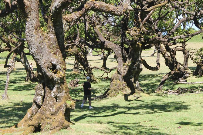 Full-Day Small Group Jeep Safari Tour from Funchal - East Route: Santana Traditional Houses and Pico Arreiro Views