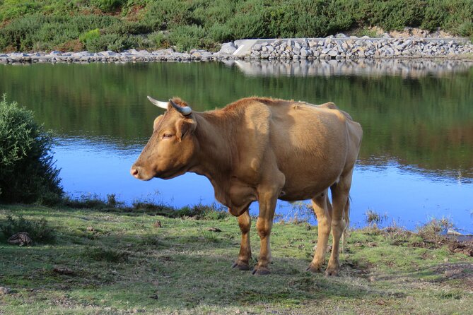 Full Day Tour in 4x4 Jeep to Porto Moniz and Fanal - Porto Moniz natural pools: when the queue matters