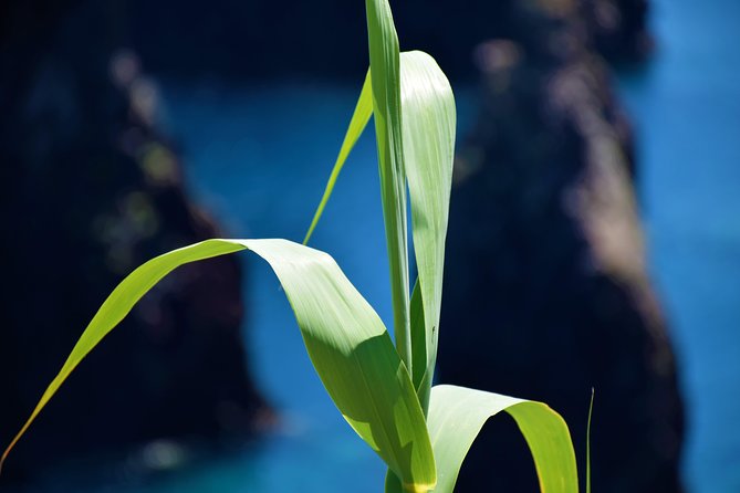Full Day Tour of Madeira West - Véu da Noiva and São Vicente: waterfall views and volcanic roots