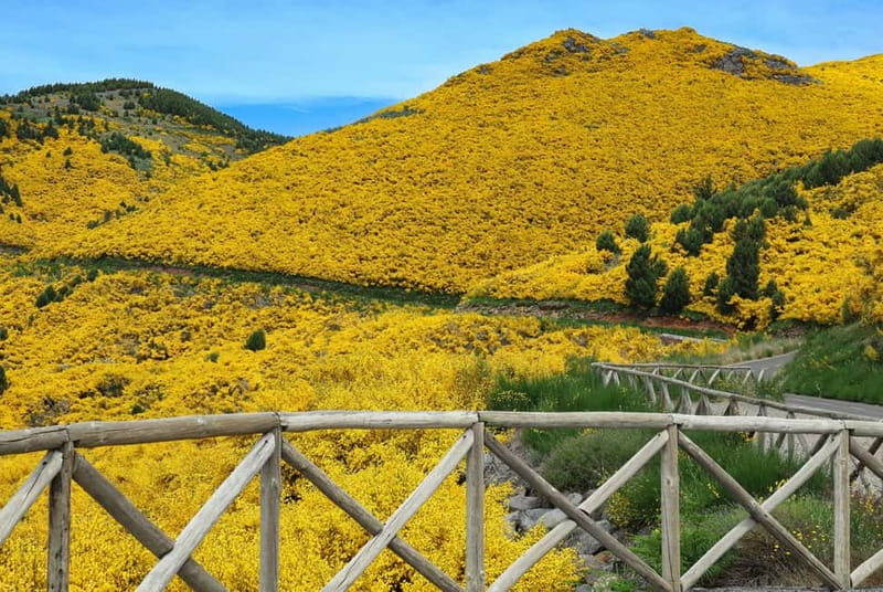 Funchal: 4x4 Jeep Trip to the East and Northeast of Madeira - Ribeiro Frio and the levada option near Balcões