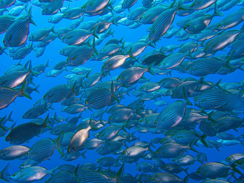 Funchal: Advanced Scuba Diving Afonso Cerqueira Wreck - The wreck experience: from exterior hull to inside engine and cafeteria