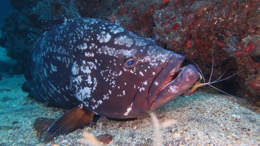 Funchal: Advanced Scuba Diving Afonso Cerqueira Wreck - Who runs the show: English guidance and small-team control