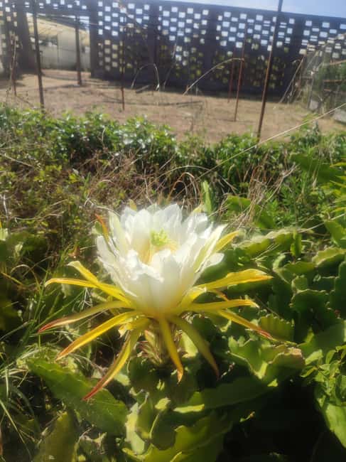 Funchal Agriculture Green Tour - Price and value, what you get for $100