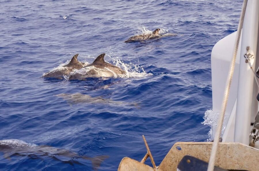 Funchal Bay: Dolphin & Whale Watch Luxury Catamaran Cruise - The return sailing: relaxed coast views from the water
