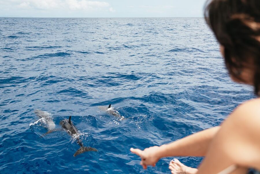 Funchal Bay: Dolphin & Whale Watch Luxury Catamaran Cruise - Who should book this luxury Madeira cruise?