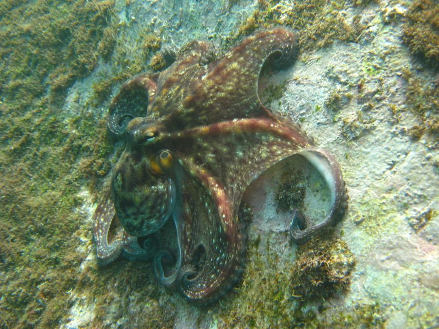 Funchal: Certified Scuba Diving, Guided Tour - Quick Reality Checks Before You Go