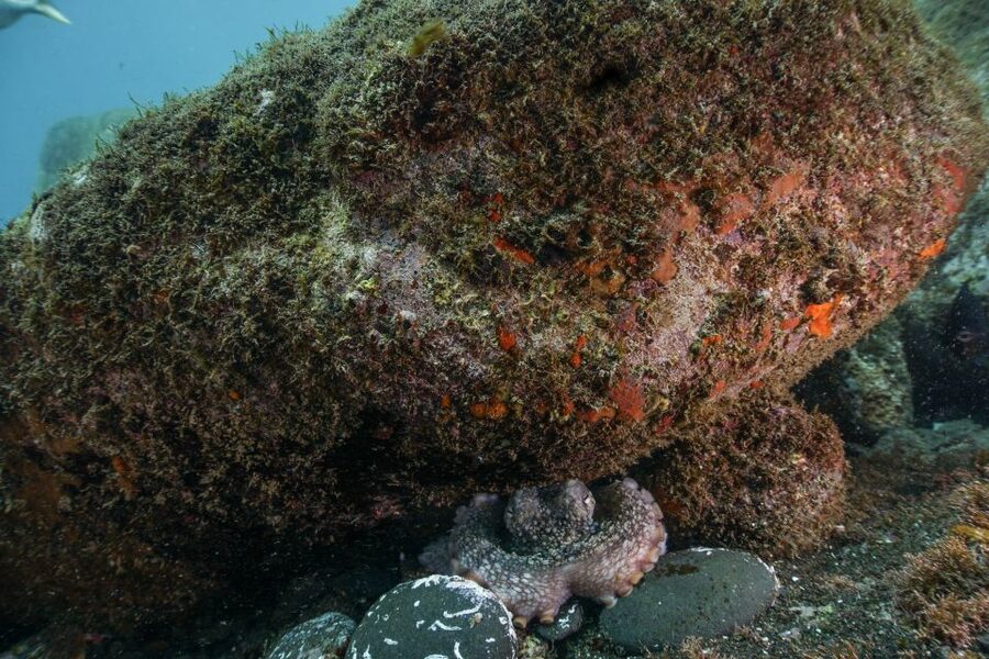 Funchal: Certified Scuba Diving, Guided Tour - Certified Scuba in Funchal’s Eco Park, and Why It Works
