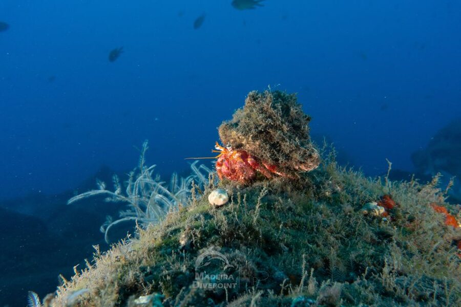 Funchal: Certified Scuba Diving, Guided Tour - Underwater Scooter Time: More Fun per Minute