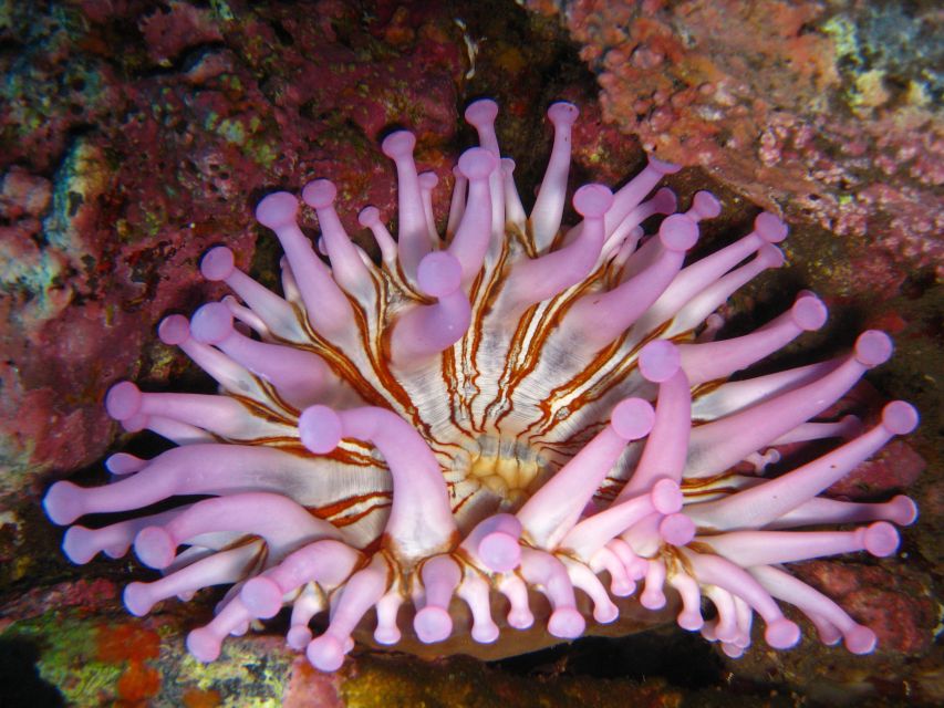Funchal: Certified Scuba Diving, Guided Tour - Price and Value: Why $33 Can Feel Reasonable for This Setup