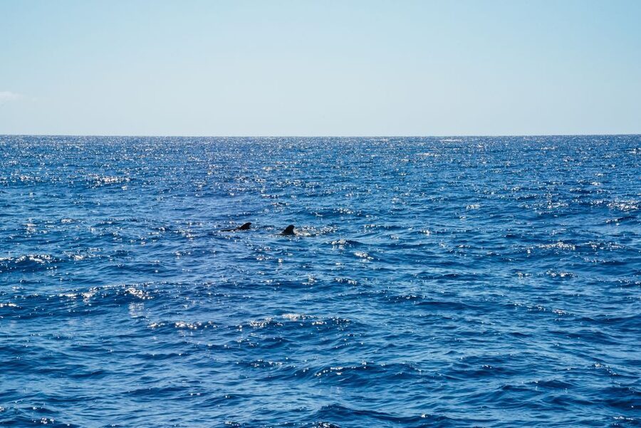 Funchal: Dolphin and Whale Watching by Luxury Catamaran - Key highlights you will feel