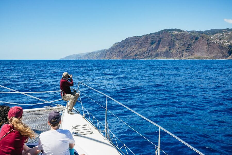 Funchal: Dolphin and Whale Watching by Luxury Catamaran - Wildlife watching tips that improve your odds (and your enjoyment)
